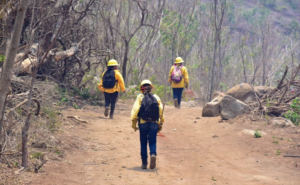 Incendio en El Veladero arrasa 500 hectáreas en Acapulco; parte del daño en zona protegida